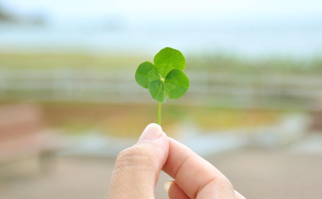 田原市恋路ヶ浜で四つ葉のクローバーが復活 Aoもの