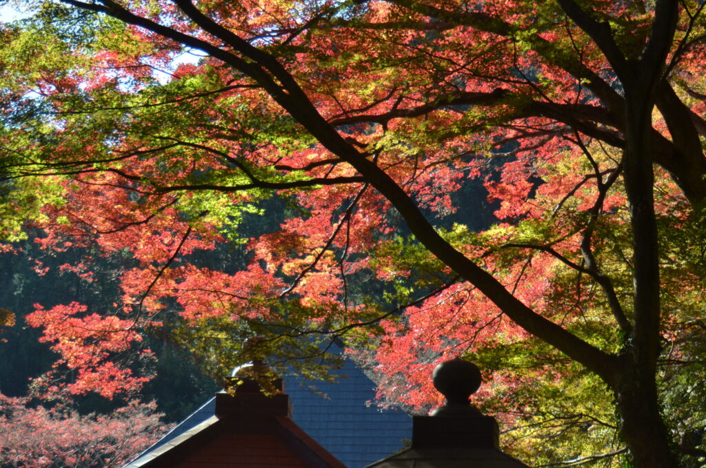 愛知県内で最も遅く紅葉が楽しめる普門寺で見頃を迎える Aoもの