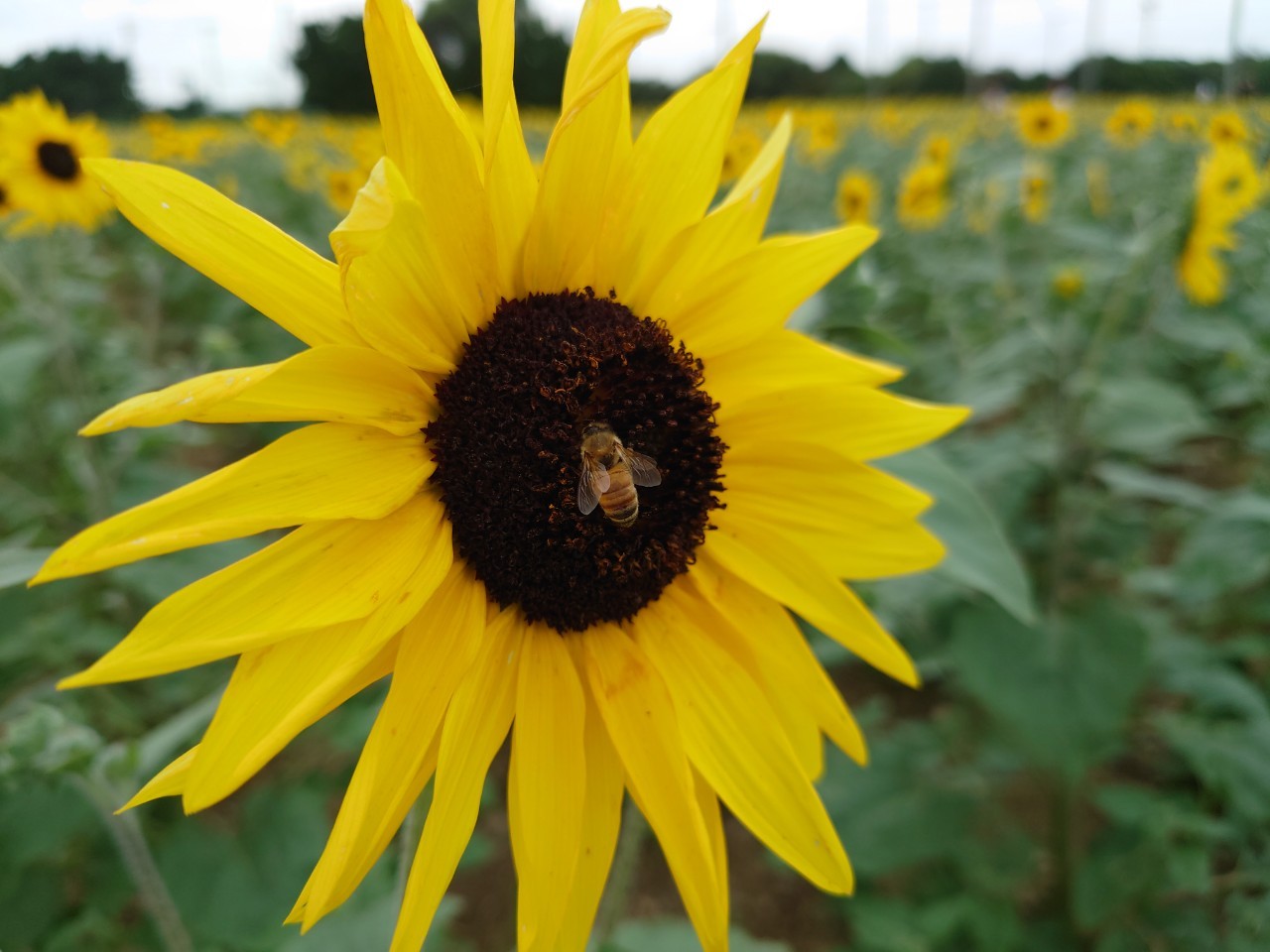 渥美半島ミツバチ花畑プロジェクト が始動 花を活用して産業発展 環境維持を目指す Aoもの
