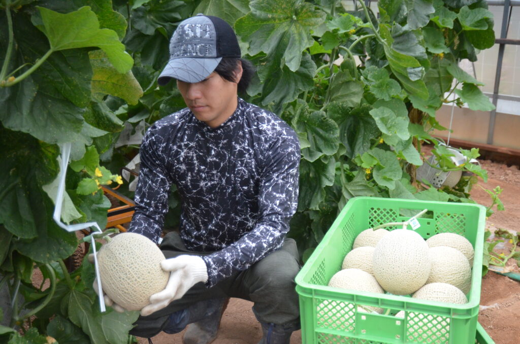 渥美半島で夏の味覚 マスクメロンの出荷始まる ７月６日は渥美半島田原市メロンの日 Aoもの