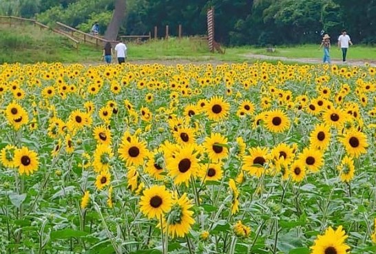 ヒマワリ畑満開 今後 渥美半島に花畑拡大 夏の観光資源 ミツバチにも生かす Aoもの