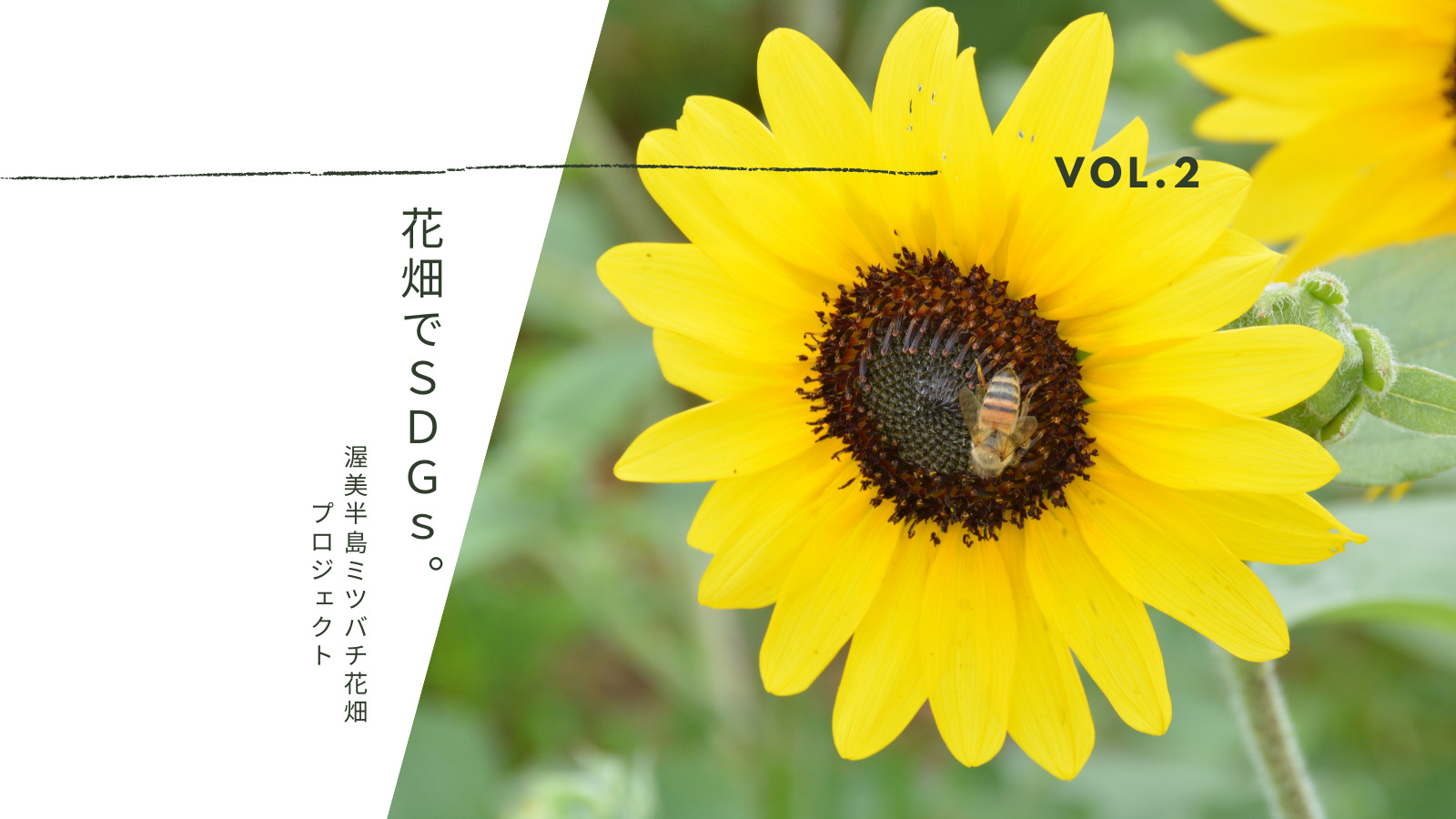 日本一の花産地・渥美半島で花畑拡大。ヒマワリを夏の観光資源