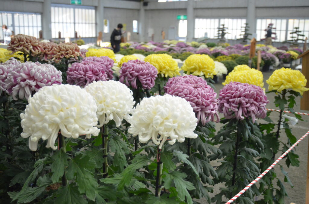 渥美半島菊花大会 ８日まで 華やか 大輪の花 深まる秋を演出 Aoもの